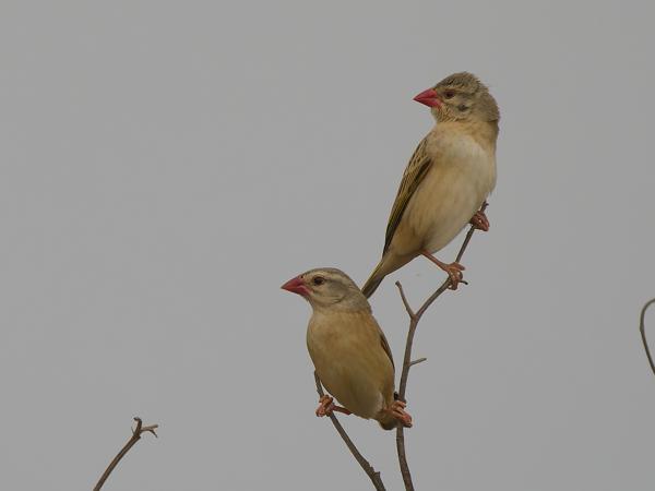 <h3><a href="/trips/gambia/biota/animalia/chordata/aves/040 passeriformes/114 ploceidae/quelea quelea/quelea quelea-nl.html">Quelea&nbsp;quelea</a> / Red‑billed&nbsp;quelea / Roodbekwever</h3>OM-1 Mark II met OLYMPUS M.150-400mm F4.5 TC, 1/2000 sec  bij F5.6, ISO 800, afstand 19.3&nbsp;m